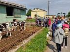 Экскурсия на молочно-товарную ферму ОАО "Снитово-Агро"